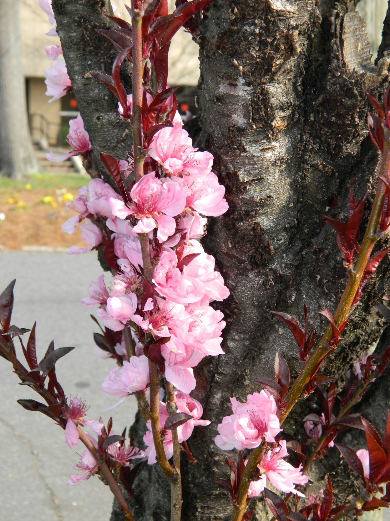 Spring photos (30).JPG
